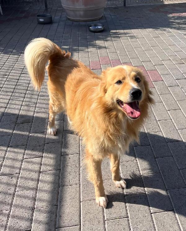 DIOR CAGNOLINO FULVO Foto 8